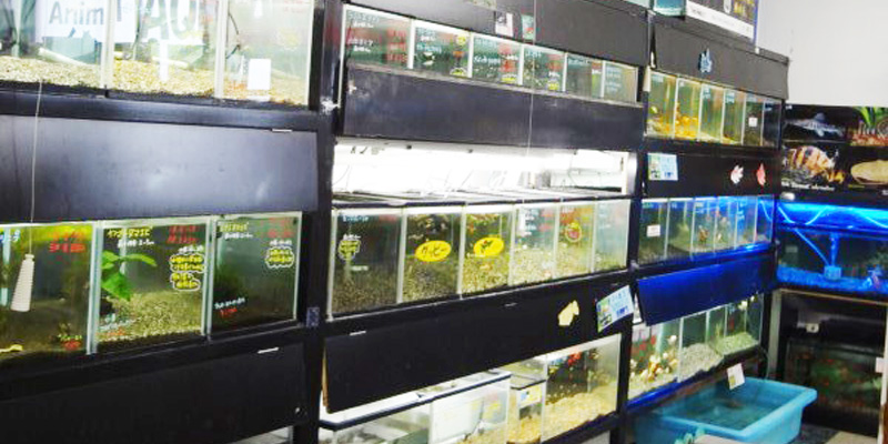 観賞魚の水槽
