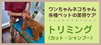ワンちゃんネコちゃん各種ペットの美容ケア トリミング(カット・シャンプー)