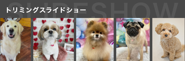 スライドショーはこちら