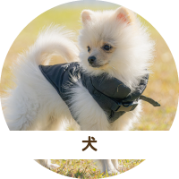 犬
