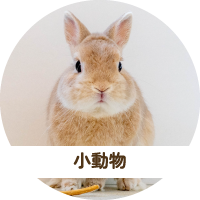 小動物