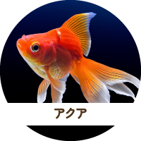 アクア