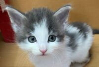 ノルウェージャンフォレストキャット
