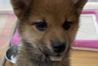 柴犬