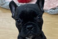 フレンチブルドッグ