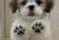 シーズー