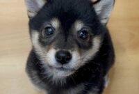 豆柴犬