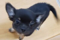 チワワ