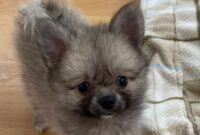 ポメラニアン