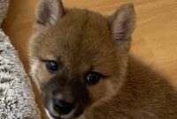 柴犬