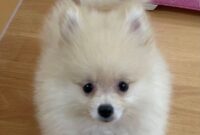 ポメラニアン