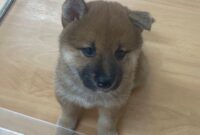 柴犬
