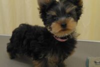 ヨークシャテリア