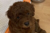 トイプードル