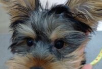 ヨークシャテリア