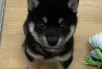 柴犬