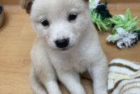 柴犬