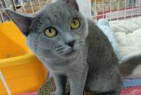 シャルトリュー