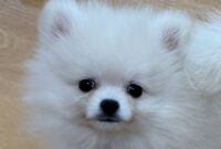 ポメラニアン