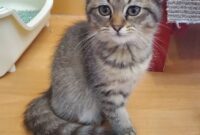 スコティッシュフォールド