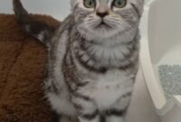 アメリカンショートヘア