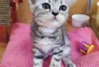 アメリカンショートヘア