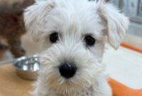 ミニチュア・シュナウザー