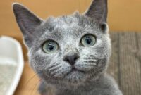 ロシアンブルー