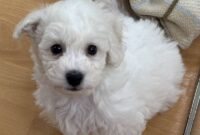 ビジョンフリーゼ