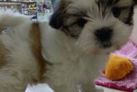 マル×シーズーMix