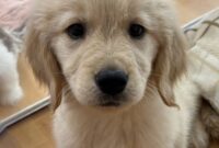 ゴールデンレトリバー