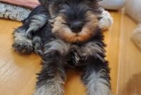 ミニチュアシュナウザー