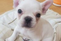 フレンチブルドッグ