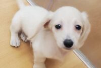 ミニチュアダックス