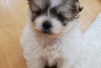 シーズー×スピッツMIX犬