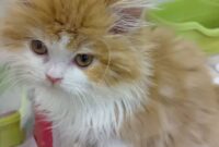 スコティッシュフォールド