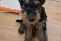 エアデールテリア