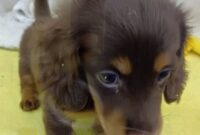 ミニチュアダックスフンド