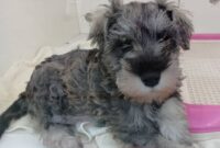 ミニチュアシュナウザー