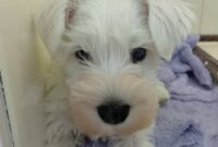 ミニチュアシュナウザー