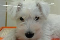 ミニチュアシュナウザー