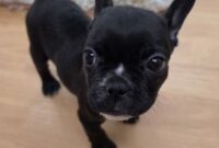 フレンチブルドッグ