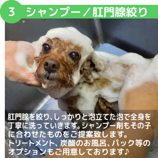 シャンプー／肛門腺絞り肛門腺を絞り、しっかりと泡立てた泡で全身を丁寧に洗っていきます。シャンプー剤もその子に合わせたものをご提案致します。トリートメント、炭酸のお風呂、パック等のオプションもご用意しております♪