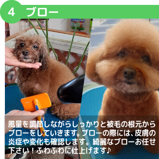 風量を調節しながらしっかりと被毛の根元からブローをしていきます。ブローの際には、皮膚の炎症や変化も確認します。綺麗なブローお任せ下さい！ふわふわに仕上げます♪