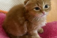 スコティッシュフォールド