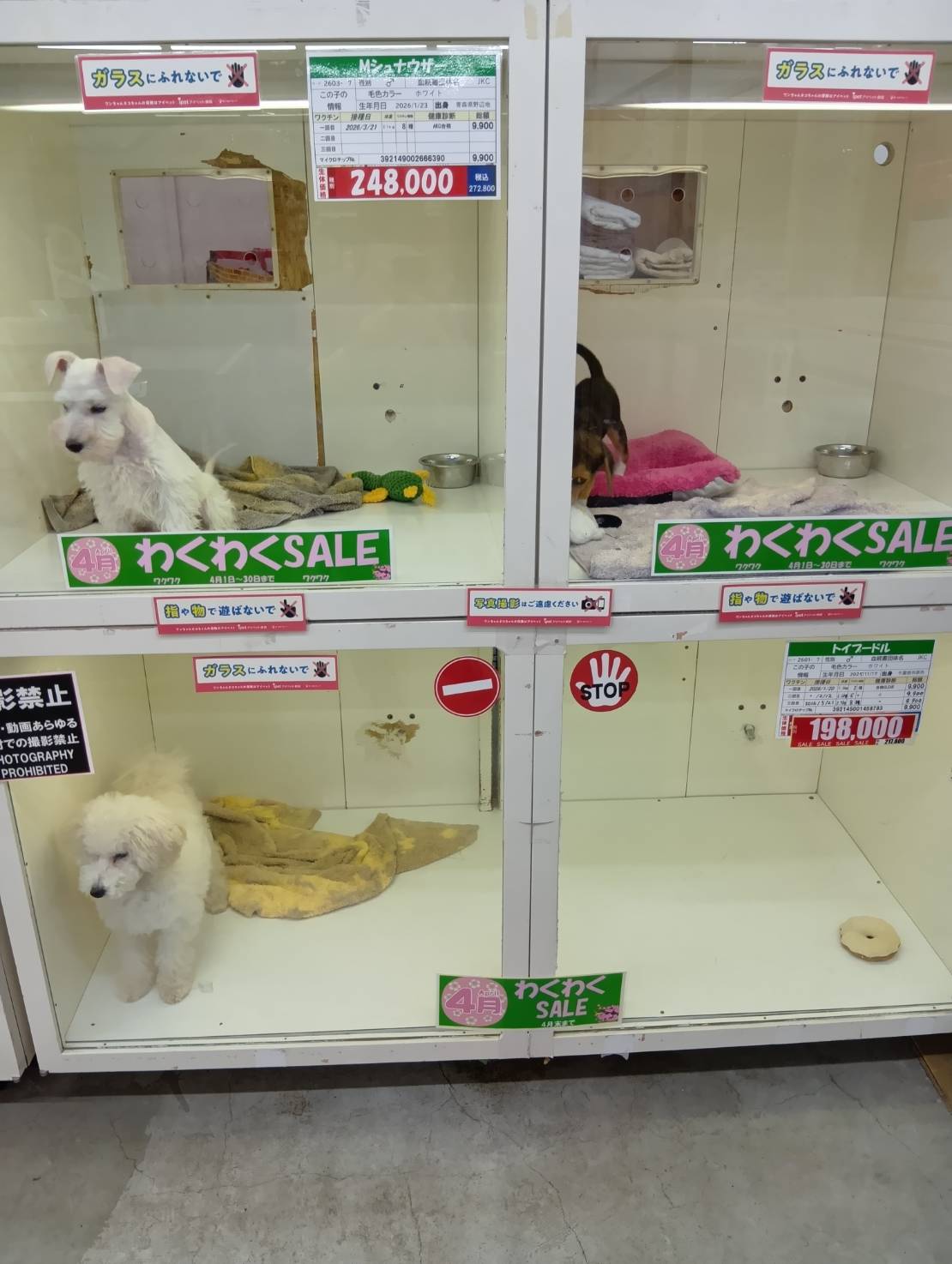 どうぶつClub　サンロード青森店１F 特設催事場