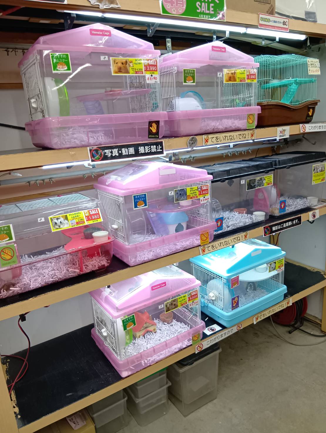 どうぶつClub　サンロード青森店１F 特設催事場