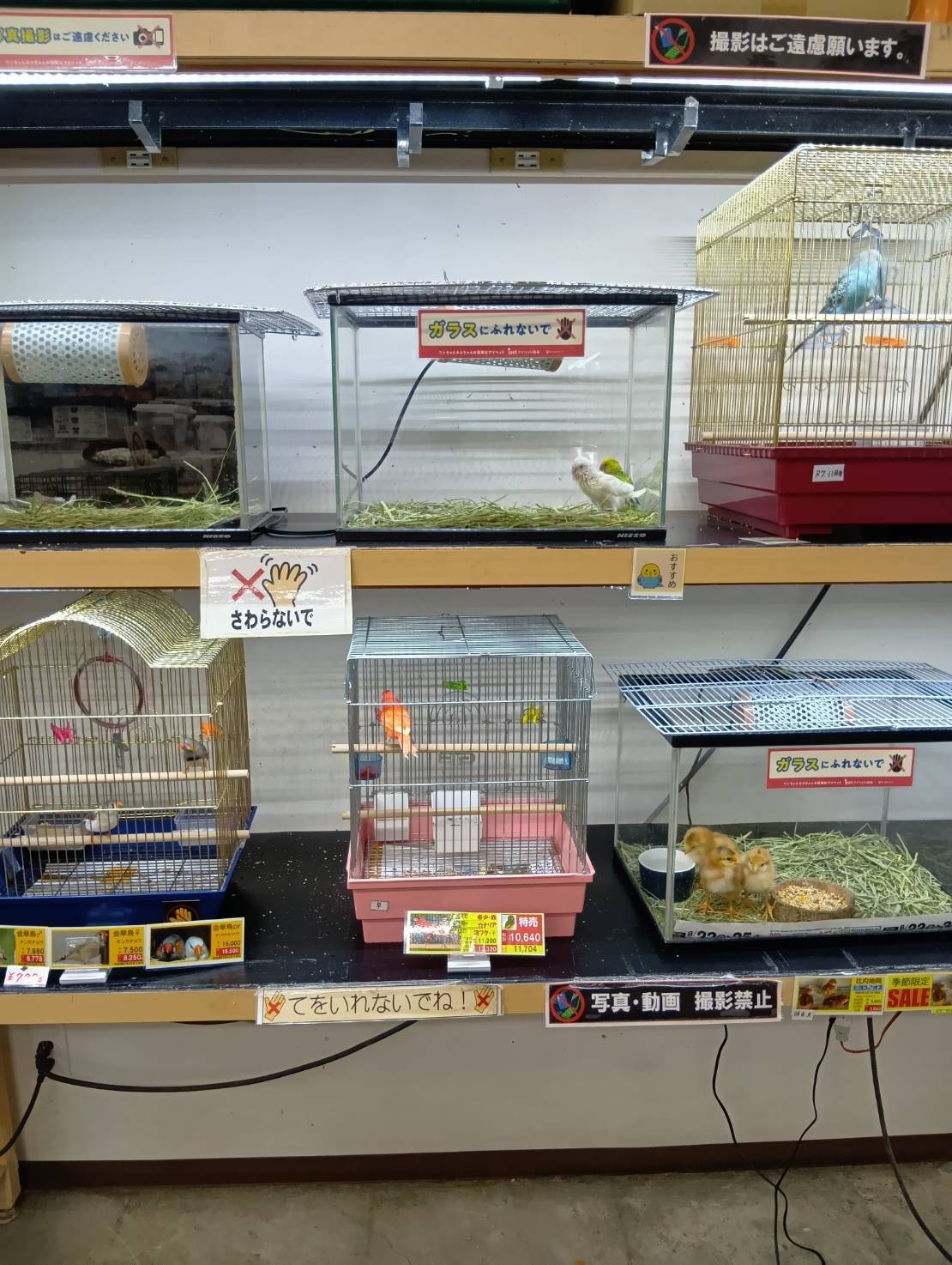 どうぶつClub　サンロード青森店１F 特設催事場