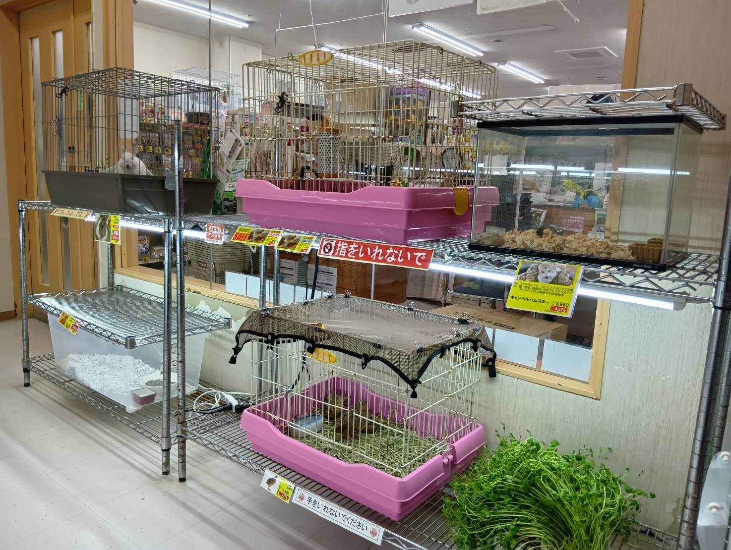 どうぶつＣｌｕｂ あおもり中央店