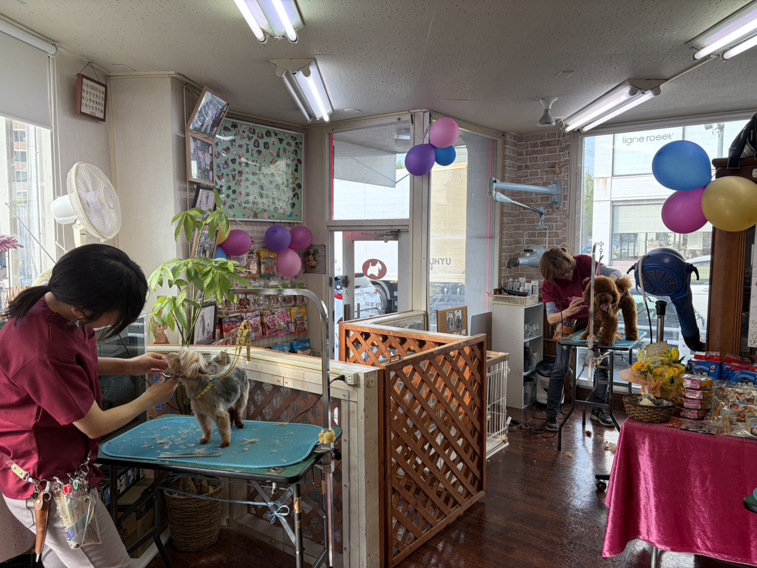 トリミングスタジオ どうぶつClub 千葉柏店